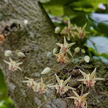 カカオの投稿画像一覧 Greensnap グリーンスナップ