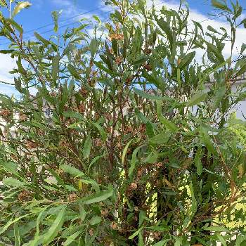 ドドナエア Greensnap グリーンスナップ