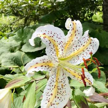 ポールスミザーの投稿画像一覧 Greensnap グリーンスナップ