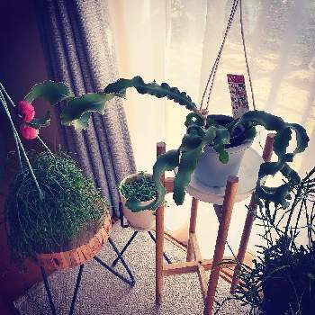 リプサリス エワルディアナの投稿画像一覧 Greensnap グリーンスナップ