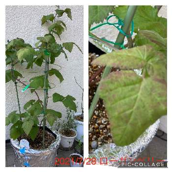 ローガンベリーの投稿画像一覧 Greensnap グリーンスナップ