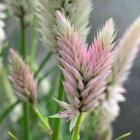 ケイトウ,ケイトウホルン,実生,ピンク,種まきっ子の画像