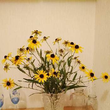 花期が長いの画像 by 9689さん | ルドベキアとルドベキア リトルスージーと切り花と多年草と花期が長いと暑さに強い