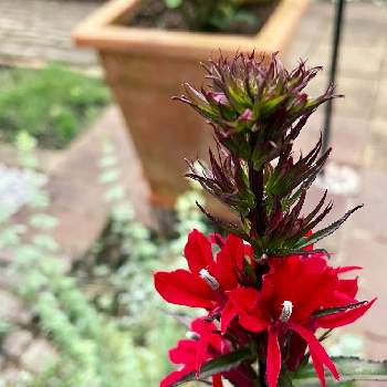 宿根ロベリアの画像 by yossyさん | 宿根ロベリアと美しい葉とくつろぎの庭と夏の花と花のある庭と赤い花と銅葉