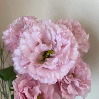 八重の花の投稿画像一覧 Greensnap グリーンスナップ