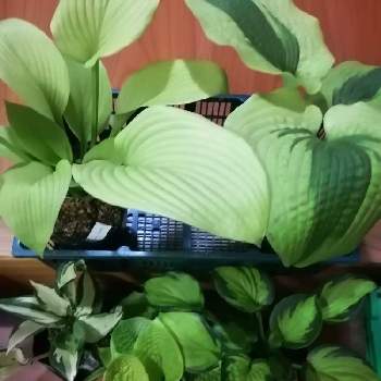 マウイバターカップの投稿画像一覧 Greensnap グリーンスナップ