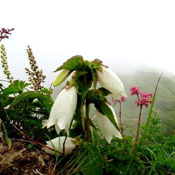 雨飾山の画像 by anさん | お出かけ先とホタルブクロと登山と雨飾山と山野草大好き