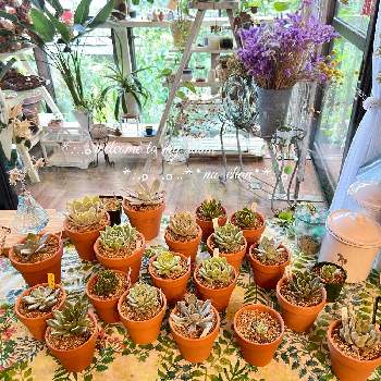 ぷうさん苗の投稿画像一覧 Greensnap グリーンスナップ