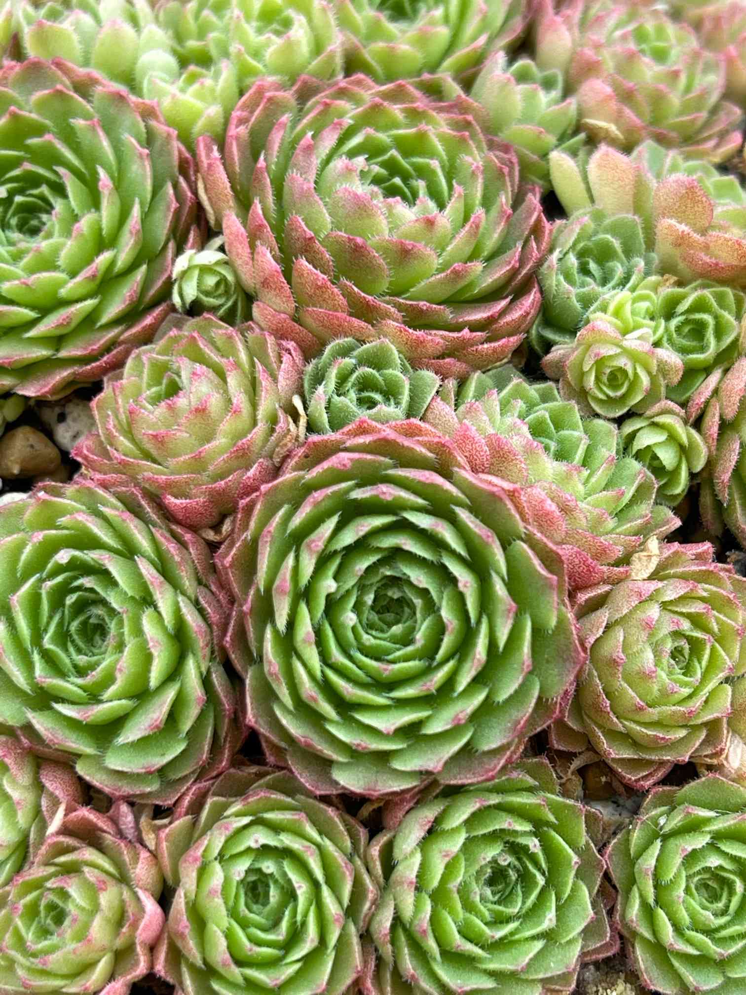 多肉植物⑤（お問合せはこちらからお願いします♪） 多肉植物一覧⑤｜🍀GreenSnap（グリーンスナップ）