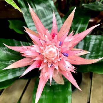 ガーデンセンターの投稿画像一覧 Greensnap グリーンスナップ