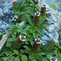 イワダレソウ,イワダレソウ(岩垂草),海岸,砂地,お出かけ先の画像