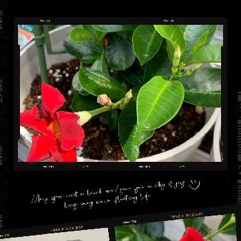 夏らしい！の画像 by momoさん | バルコニー/ベランダと医療・介護の皆様に感謝と真っ赤な花と咲いてくれてありがとう❤とコロナウイルスの終息を願う！とサンフラマニアとサントリー フラワーズとサンパラソル*とサントリーサンパラソルモニターとサンフラびとと花と生きるサントリーとフクロウ祭と夏らしい！