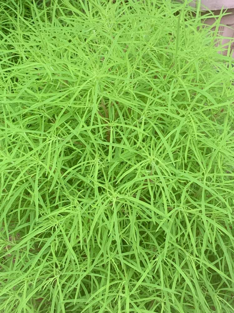 コキアの投稿画像 By まあみさん コキア ホウキグサ と可愛いと綺麗とアカザ科と木曜モフモフ 21月7月29日 Greensnap グリーンスナップ