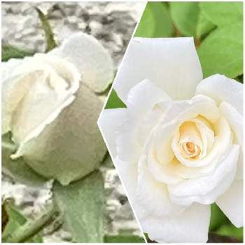白いミニバラの投稿画像一覧 Greensnap グリーンスナップ