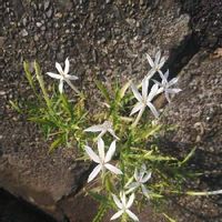 イソトマの育て方 植え付け時期や水やりの頻度は Greensnap グリーンスナップ