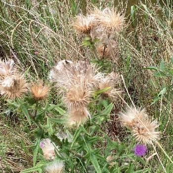 アメリカオニアザミの綿毛の投稿画像一覧 Greensnap グリーンスナップ