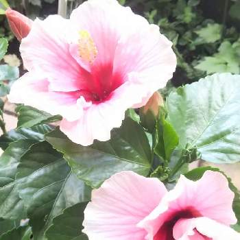 ハイビスカス グレイス3の投稿画像一覧 Greensnap グリーンスナップ