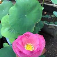 山茶花 サザンカ の育て方 挿し木や肥料やりの時期は 冬を乗り切るコツは Greensnap グリーンスナップ