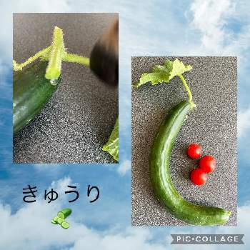 サントリー本気野菜の投稿画像一覧 Greensnap グリーンスナップ