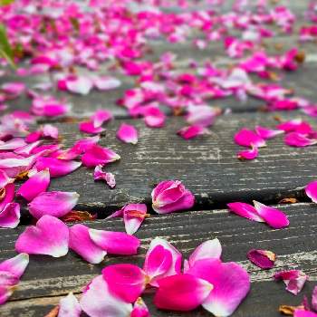 一季咲きの投稿画像一覧 Greensnap グリーンスナップ