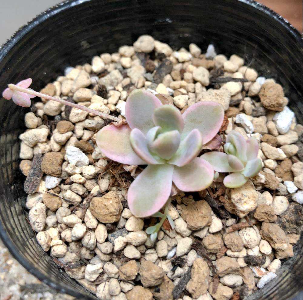 オロスタキス子持ち蓮華錦｢鏡花｣の直射モニター｜🍀GreenSnap