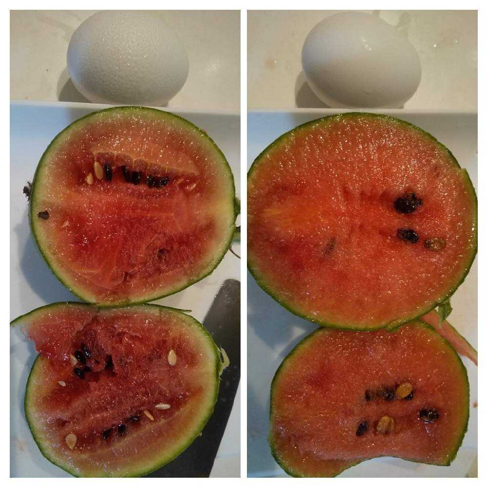 スイカ第二期 Greensnap グリーンスナップ