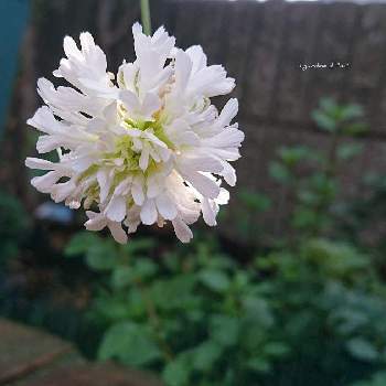 シレネ・スワンレイク❤の画像 by *mi*さん | 小さな庭と庭に咲く花とシレネ・スワンレイク❤