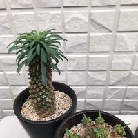 ソテツキリン パイナップルコーン の育て方 水やり頻度は置き場所は Greensnap グリーンスナップ