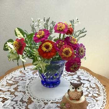 百日草の花の画像 by うたちゃんさん | 部屋と小さな アレンジとGS映えとGS日和と百日草の花とフクロウ祭