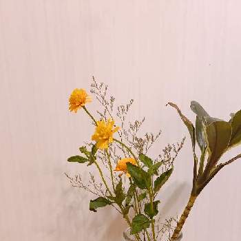 ハイブリッドスターチス エバーライトの投稿画像一覧 Greensnap グリーンスナップ