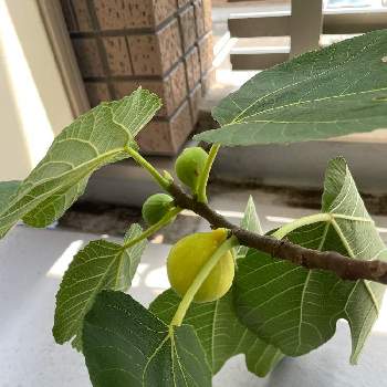 鉢植えいちじくの投稿画像一覧 Greensnap グリーンスナップ