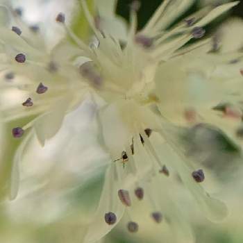 チダケサシ属の投稿画像一覧 Greensnap グリーンスナップ