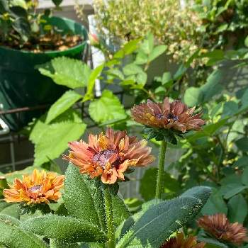 ルドベキア ルビールビーの投稿画像一覧 Greensnap グリーンスナップ