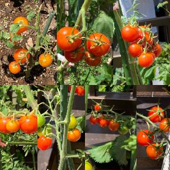 プチトマト♡の画像 by kuroさん | バルコニー/ベランダとボタニカルライフとベランダ菜園とプチトマト♡とおうち園芸