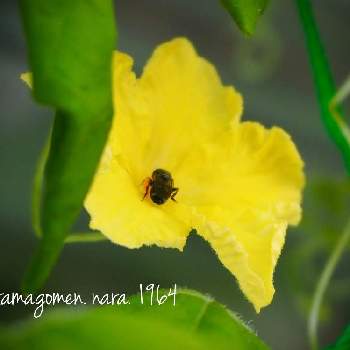 雄花の投稿画像一覧 Greensnap グリーンスナップ