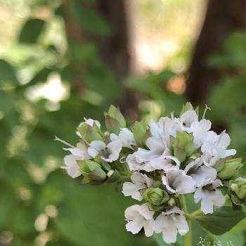 北海道でも越冬しますの投稿画像一覧 Greensnap グリーンスナップ