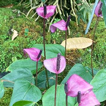 京都府立植物園温室の投稿画像一覧 Greensnap グリーンスナップ