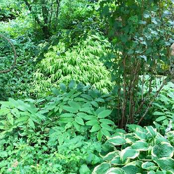 ポールスミザーの投稿画像一覧 Greensnap グリーンスナップ