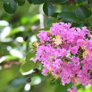 街路樹の投稿画像一覧 Greensnap グリーンスナップ