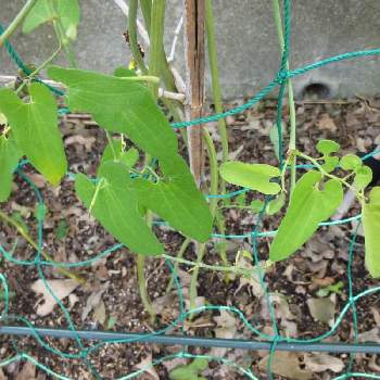 ウマノスズクサの投稿画像一覧 Greensnap グリーンスナップ