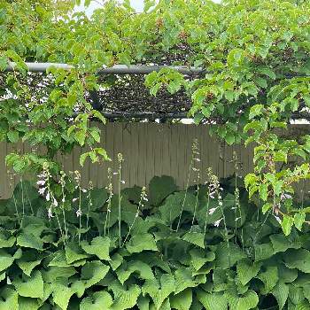 サルナシ♡の画像 by charkunさん | 広い庭とコクワの木とギボウシ♡とベビーキュウイと雄雌異株とサルナシ♡とギボウシの花