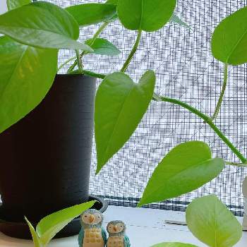 伸びてきた！の画像 by yukaさん | 窓辺とポトスライムと暑い！と観葉植物と伸びてきた！と葉っぱとフクロウ祭