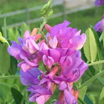 マメ科の花の投稿画像一覧 Greensnap グリーンスナップ