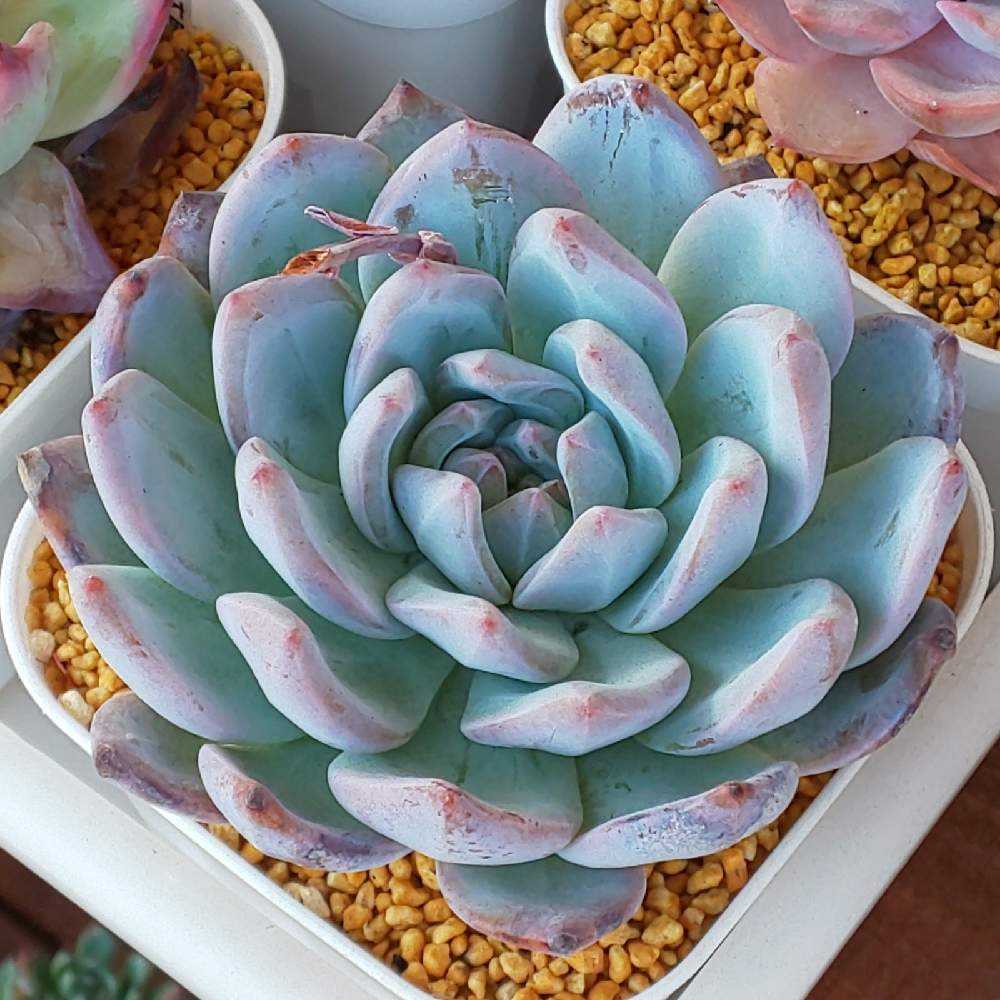 多肉植物　エケベリア　ソンヨウン　札なし　育てやすい 楽天市場】ソンヨウン【デラックス多肉】エケベリア属 多肉植物 10.5cm