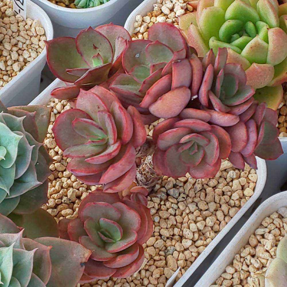 284 スヨンの生長記録 2022.05.19更新｜🍀GreenSnap（グリーンスナップ）