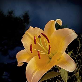 ピンクのかすみ草の投稿画像一覧 Greensnap グリーンスナップ