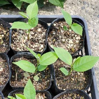 ポポー 種からの発芽の投稿画像一覧 Greensnap グリーンスナップ