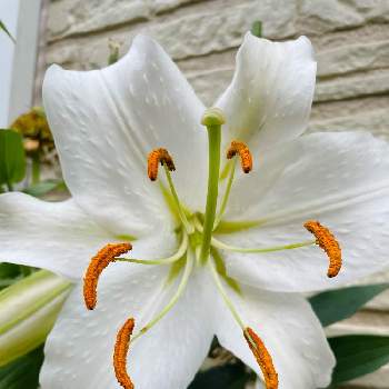  カサブランカの画像 by こむこむさん | 小さな庭と カサブランカと自宅で咲いた花と白い花最高！