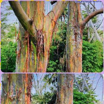 レインボーユーカリの投稿画像一覧 Greensnap グリーンスナップ