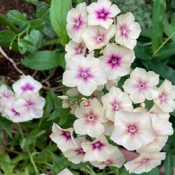 フロックス チェリーキャラメルの画像 by よくばりガーデナー みるちゃんねるさん | 小さな庭とフロックス チェリーキャラメルと成長記録と開花中とおひとり様と種まき苗